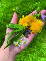 Essbare Wildpflanzen – Führung durch den Klinikpark