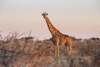 Eine Reise nach Namibia  